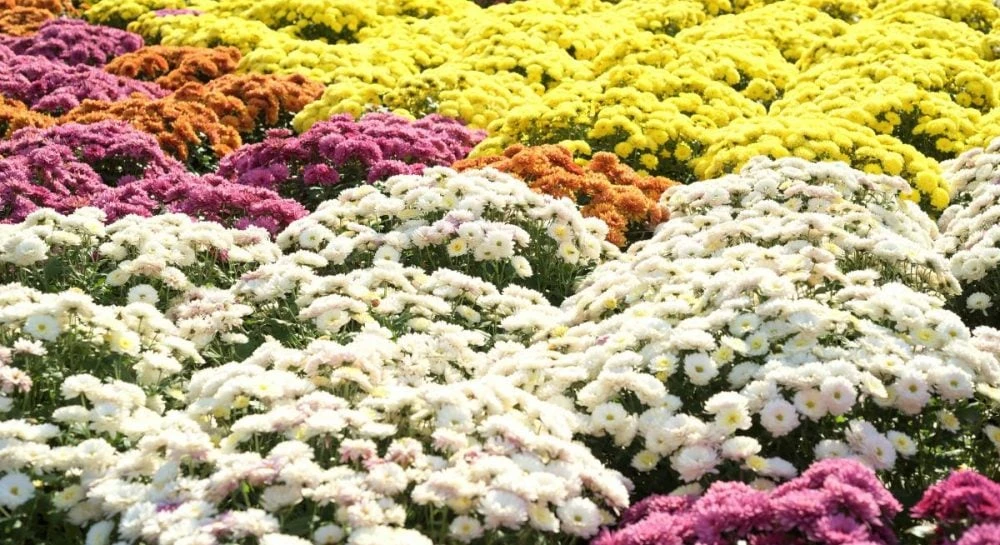 Хризантеми цвістимуть довше і пишніше: що треба зробити з кущами у вересні